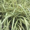 Picture of Miscanthus 'Cabaret' - One Quart Pot