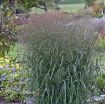 Picture of Panicum 'Apache Rose' Prairie Winds™ Switch Grass - One Quart Pot
