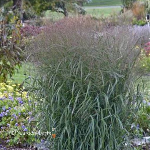 Picture of Panicum 'Apache Rose' Prairie Winds™ Switch Grass - One Quart Pot