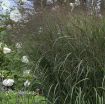 Picture of Panicum 'Apache Rose' Prairie Winds™ Switch Grass - One Quart Pot