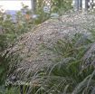 Picture of Panicum 'Apache Rose' Prairie Winds™ Switch Grass - One Quart Pot