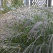 Picture of Panicum 'Apache Rose' Prairie Winds™ Switch Grass - One Quart Pot