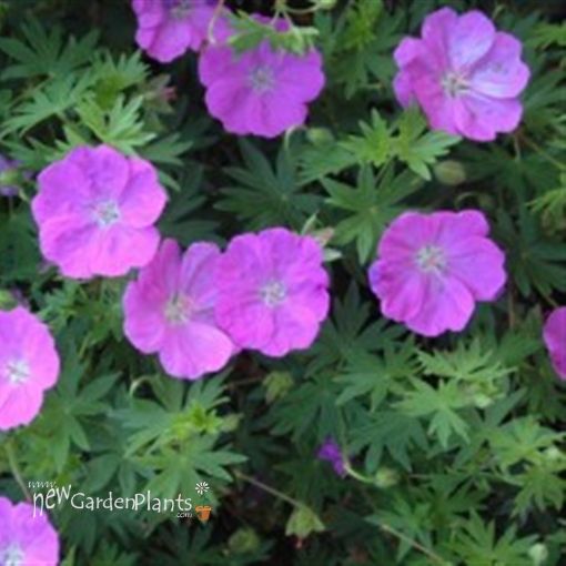 Geranium 'New Hampshire Purple' Perennial - One Quart Pot. New Garden ...