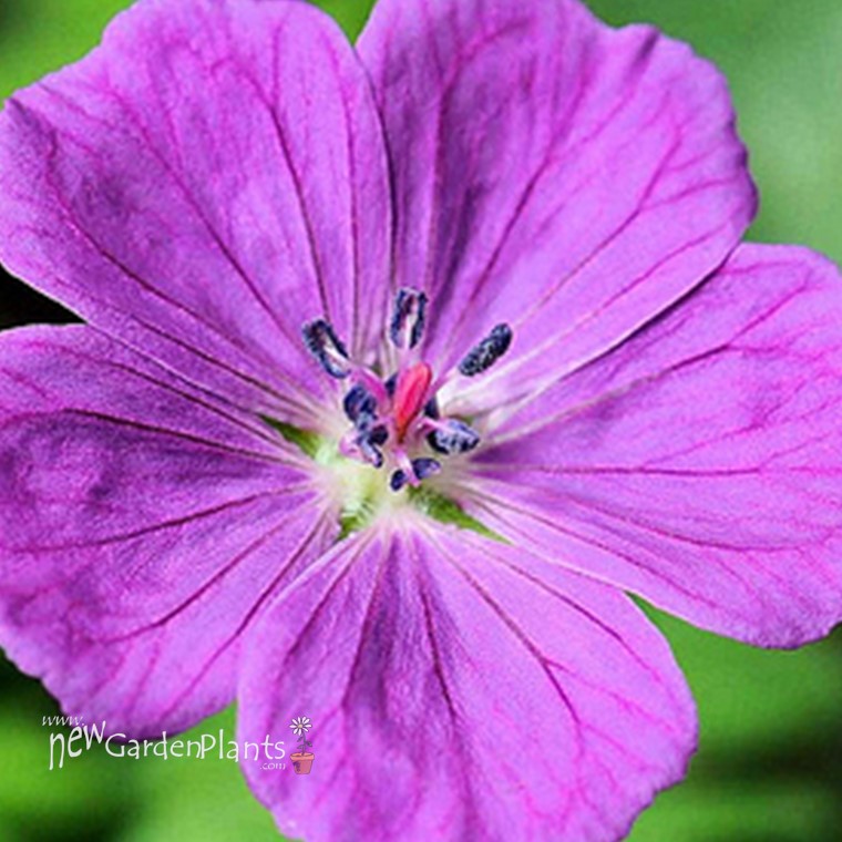 Geranium 'New Hampshire Purple' Perennial - One Quart Pot. New Garden ...