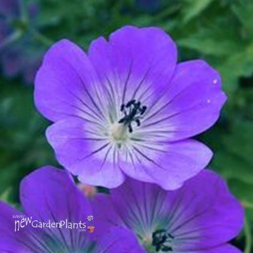 Picture of Geranium 'Rozanne' PP #12175 Perennial - One Quart Pot