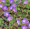 Picture of Geranium 'Rozanne' PP #12175 Perennial - One Quart Pot