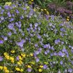 Picture of Geranium 'Rozanne' PP #12175 Perennial - One Quart Pot