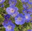 Picture of Geranium 'Rozanne' PP #12175 Perennial - One Quart Pot