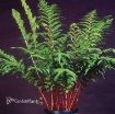 Picture of Fern 'Lady in Red' - One Quart Pot