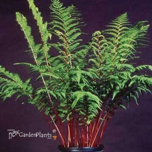 Picture of Fern 'Lady in Red' - One Quart Pot