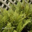 Picture of Fern 'Lady in Red' - One Quart Pot