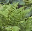 Picture of Fern 'Lady in Red' - One Quart Pot