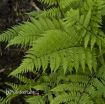 Picture of Fern 'Lady in Red' - One Quart Pot
