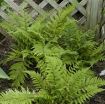 Picture of Fern 'Lady in Red' - One Quart Pot