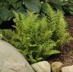 Picture of Fern 'Lady in Red' - One Quart Pot