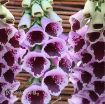 Picture of Digitalis 'Sugar Plum' - One Quart Pot