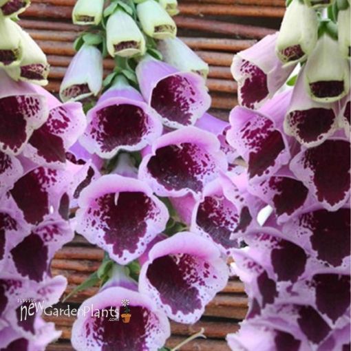 Picture of Digitalis 'Sugar Plum' - One Quart Pot