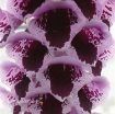 Picture of Digitalis 'Sugar Plum' - One Quart Pot