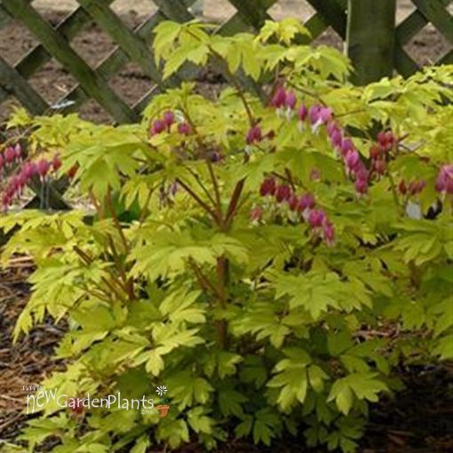 Picture of Dicentra 'Gold Heart' Bleeding Heart - One Quart Pot