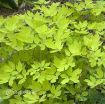 Picture of Dicentra 'Gold Heart' Bleeding Heart - One Quart Pot