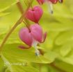 Picture of Dicentra 'Gold Heart' Bleeding Heart - One Quart Pot
