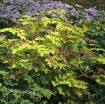 Picture of Dicentra 'Gold Heart' Bleeding Heart - One Quart Pot