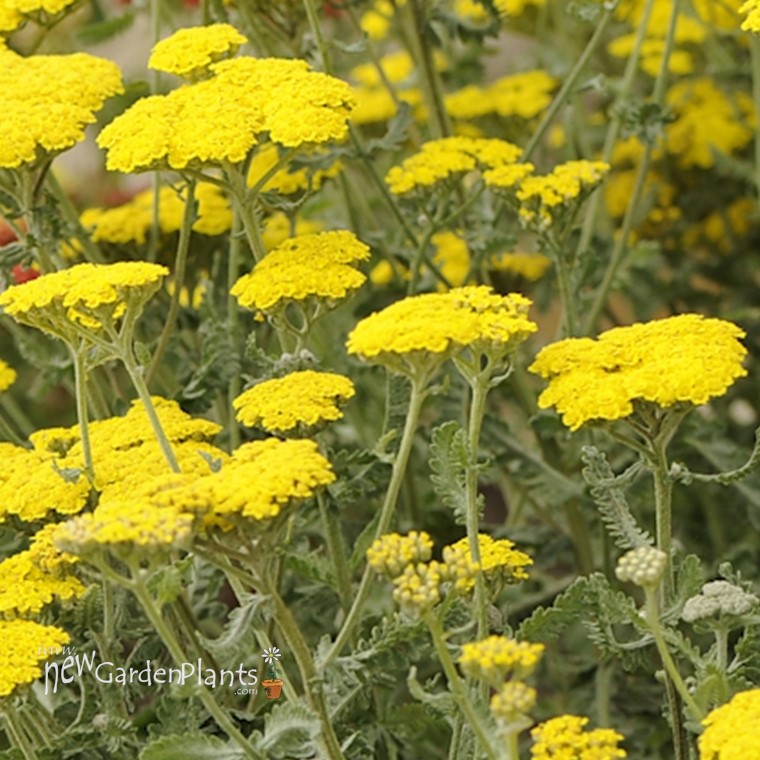 Achillea 'Moonshine' Yarrow - One Quart Pot. New Garden Plants