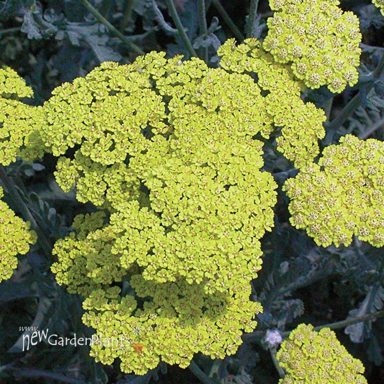 Achillea 'Moonshine' Yarrow - One Quart Pot. New Garden Plants