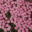 Picture of Achillea 'Pink Grapefruit' Yarrow - One Quart Pot