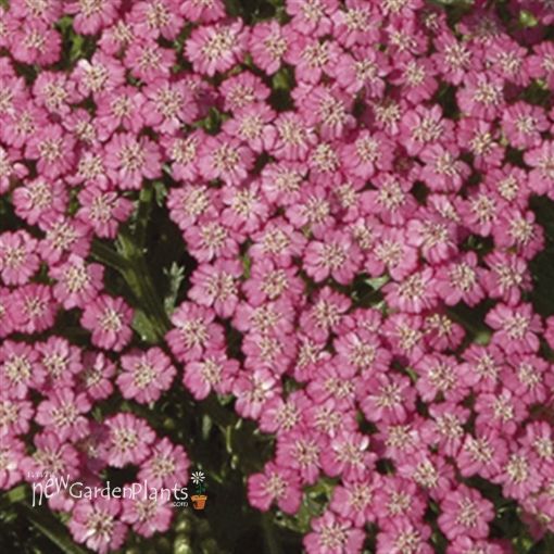 Picture of Achillea 'Pink Grapefruit' Yarrow - One Quart Pot
