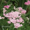 Picture of Achillea 'Pink Grapefruit' Yarrow - One Quart Pot