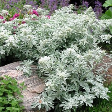 Artemesia - Silver Mound. New Garden Plants
