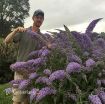 Picture of Buddleia 'Grand Cascade' Cascade Collection Butterfly Bush - One Quart Pot
