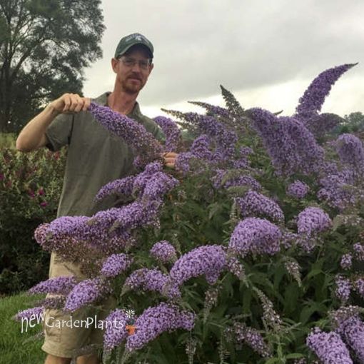 Picture of Buddleia 'Grand Cascade' Cascade Collection Butterfly Bush - One Quart Pot