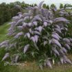 Picture of Buddleia 'Grand Cascade' Cascade Collection Butterfly Bush - One Quart Pot