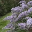 Picture of Buddleia 'Grand Cascade' Cascade Collection Butterfly Bush - One Quart Pot