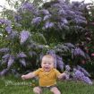 Picture of Buddleia 'Grand Cascade' Cascade Collection Butterfly Bush - One Quart Pot