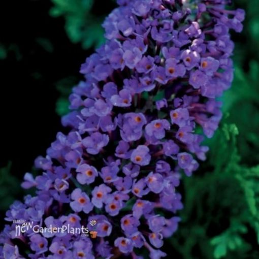 Picture of Buddleia 'Ellen's Blue' Butterfly Bush - One Quart Pot