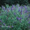 Picture of Buddleia 'Ellen's Blue' Butterfly Bush - One Quart Pot