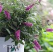Picture of Buddleia 'Pink Micro Chip' Lo & Behold® Butterfly Bush - One Quart Pot