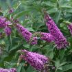 Picture of Buddleia 'Pink Micro Chip' Lo & Behold® Butterfly Bush - One Quart Pot