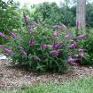Picture of Buddleia 'Pink Micro Chip' Lo & Behold® Butterfly Bush - One Quart Pot