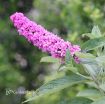 Picture of Buddleia 'Pink Micro Chip' Lo & Behold® Butterfly Bush - One Quart Pot