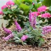 Picture of Buddleia 'Pink Micro Chip' Lo & Behold® Butterfly Bush - One Quart Pot