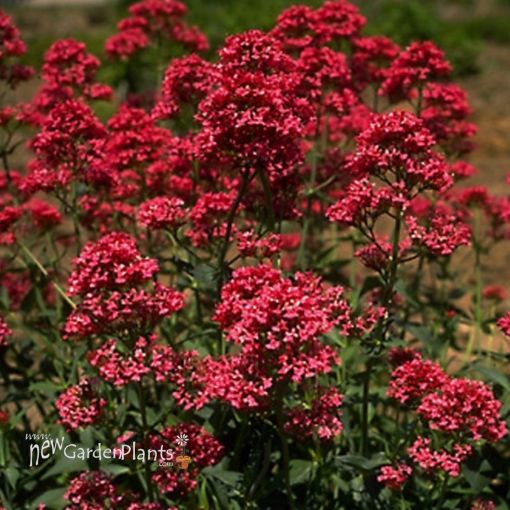 Centranthus 'Ruber' Red Jupiter's Beard - One Quart Pot. New Garden Plants
