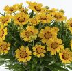 Picture of Coreopsis 'Bright Touch' SOLANNA™ Series Tickseed - One Quart Pot
