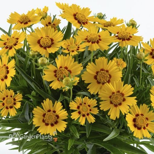Picture of Coreopsis 'Bright Touch' SOLANNA™ Series Tickseed - One Quart Pot