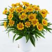 Picture of Coreopsis 'Bright Touch' SOLANNA™ Series Tickseed - One Quart Pot