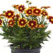 Picture of Coreopsis 'UpTick Red' Tickseed - One Quart Pot