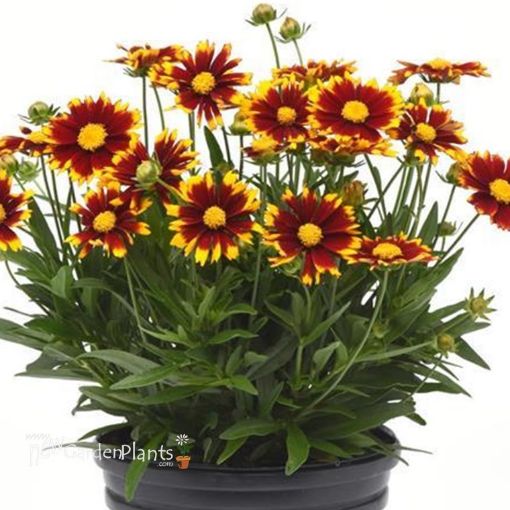 Picture of Coreopsis 'UpTick Red' Tickseed - One Quart Pot